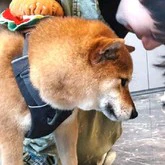 Cầu Đặc