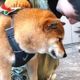 Cầu Đặc