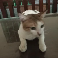 tác giả
