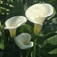 Calla Lily