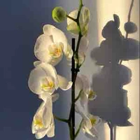 Orchid 