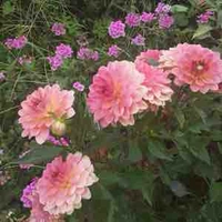 Dahlia