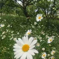 Daisy