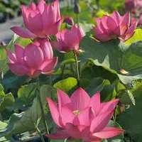 Lotus