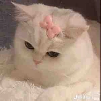 Cáo mê RhyCap 