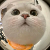Tác giả siêu cute