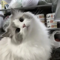nono