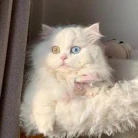 nini