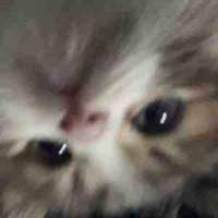 Đa NV