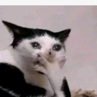 chú mèo ăn tài liệu