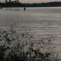 bạn của Nhi