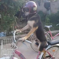 Tác giả dzai s1