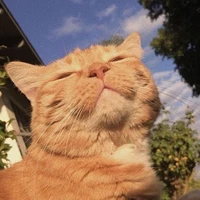 Hệ Thống OX ( dạng thú) 