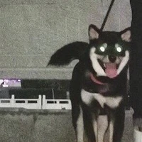 Mã Gia Kỳ _ Ngựa vằn 1 nắng