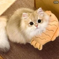 bép cute