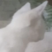 t/g