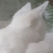 t/g
