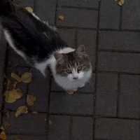 mimi