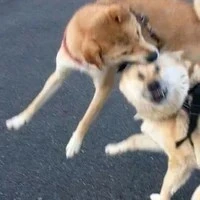 Con tác giả tính cách thất thường