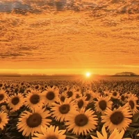 All top(-ai cần trừ)