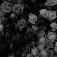 Muốn drop truyện 🐧...