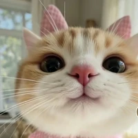 hệ thống meo meo 🐱