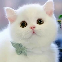 Dango 