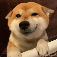 tác giải cute