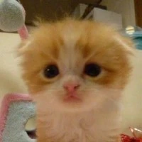 chồng hệ thống ( hanli)