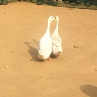 Vk út của An
