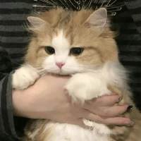 Sako