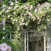 nếu lúc đó mình đừng giả vờ