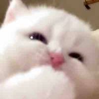 Ai sẽ chữa lành tớ đây?💤