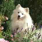 Hệ thống 123 của yummie-Jani