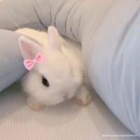 Hệ thống-tg  jelly (tg)