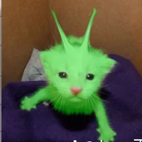 tác giả cute hột le