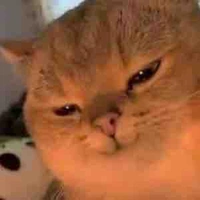 Tg