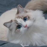 Mèo ( Lily )