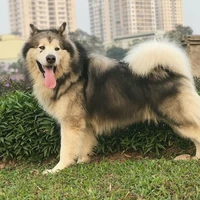 Husky ( Ke )