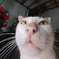 hệ thống đáng yêu