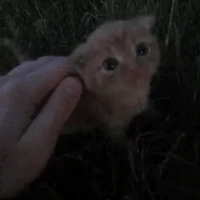 Meowwww(tg)