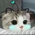 Tg-Ri