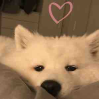 Tác giả cuteeeee