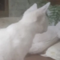 t/g
