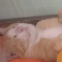 4 hầu trưởng