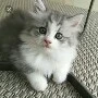 ???1