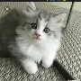 ???2