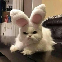 mèo đen