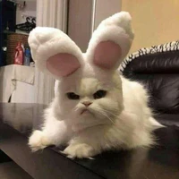 mèo đen