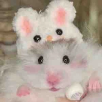 Bạn gái của chuột 